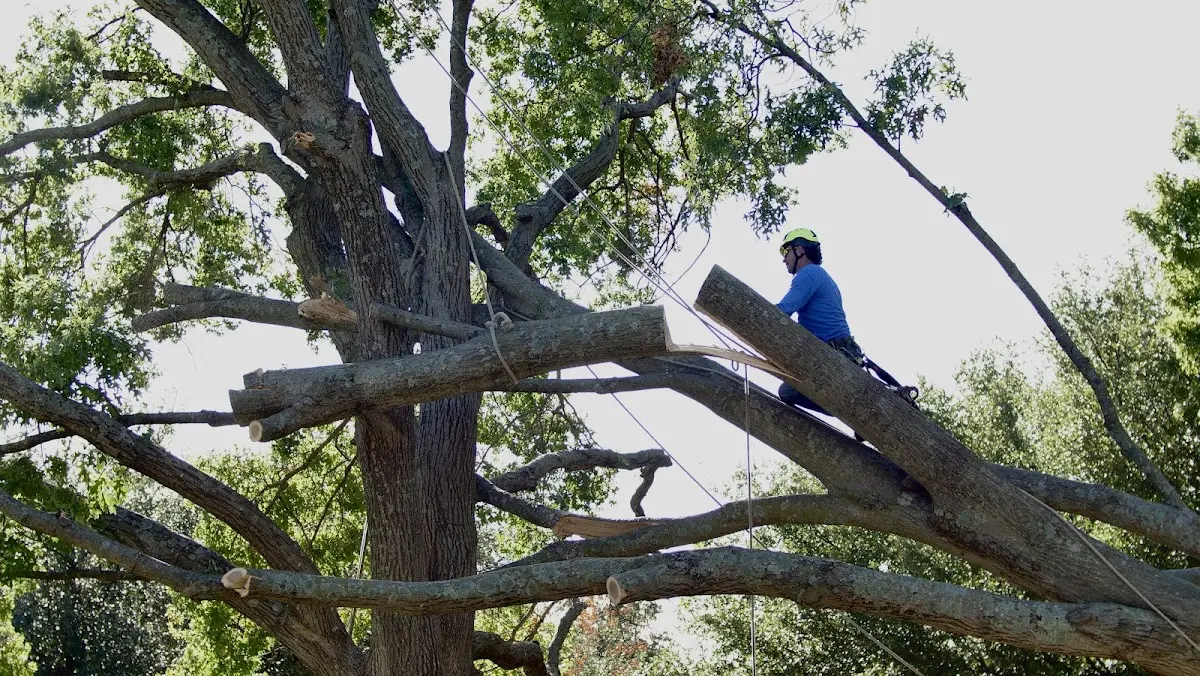 Professional Crown Thinning performed by certified arborists in Hightstown